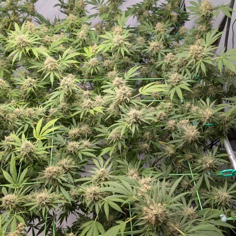 Citrus Fuel (Semi) Automatic growlog timeline photo