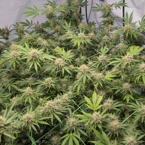 Citrus Fuel (Semi) Automatic growlog timeline photo