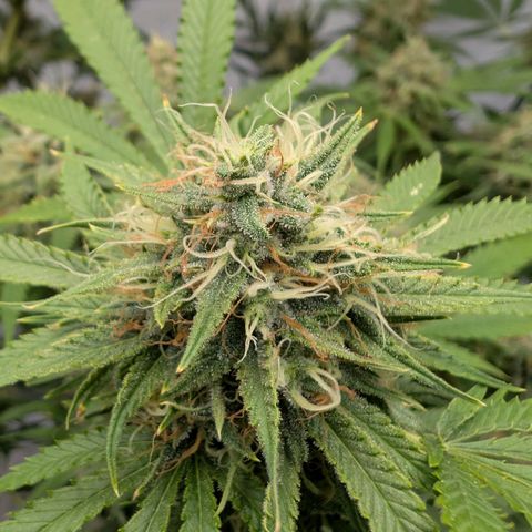 Citrus Fuel (Semi) Automatic growlog timeline photo