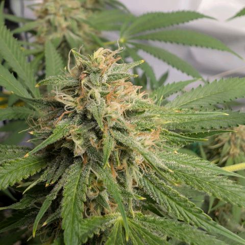 Citrus Fuel (Semi) Automatic growlog timeline photo