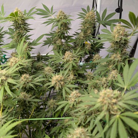 Citrus Fuel (Semi) Automatic growlog timeline photo
