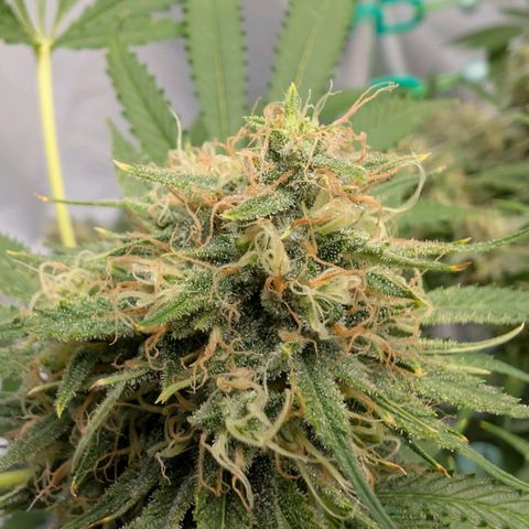 Citrus Fuel (Semi) Automatic growlog timeline photo