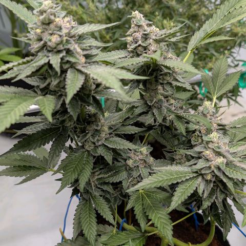 Blue Sunset  growlog timeline photo