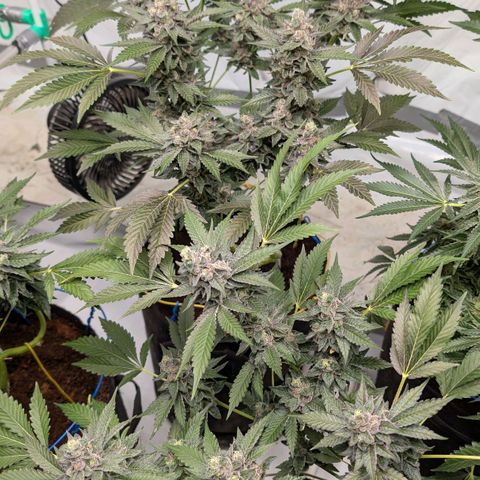 Blue Sunset  growlog timeline photo
