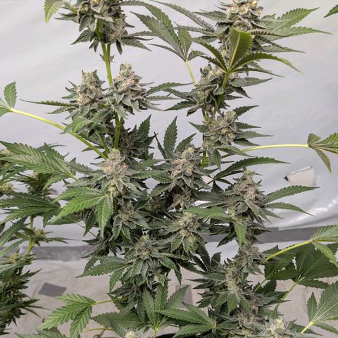 Blue Sunset  growlog timeline photo