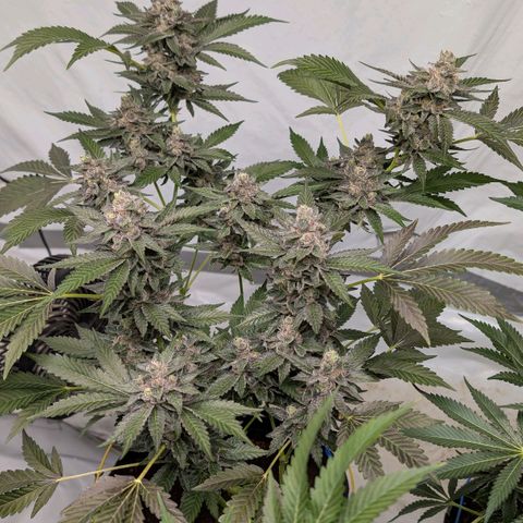 Blue Sunset  growlog timeline photo