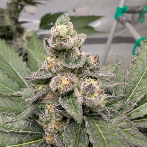 Blue Sunset  growlog timeline photo
