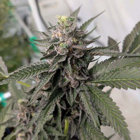 Blue Sunset  growlog timeline photo