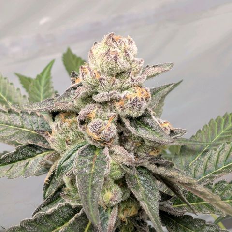 Blue Sunset  growlog timeline photo
