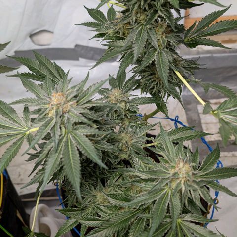Cherry Bacio  growlog timeline photo