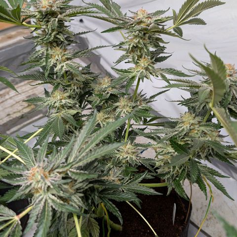 Cherry Bacio  growlog timeline photo