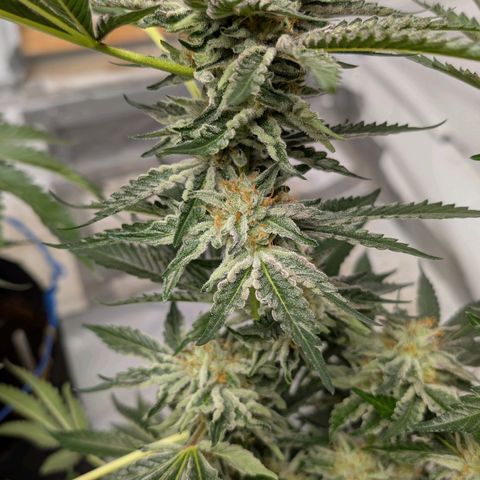 Cherry Bacio  growlog timeline photo