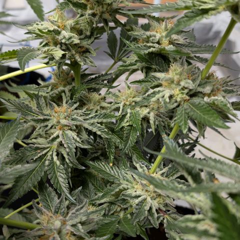 Cherry Bacio  growlog timeline photo