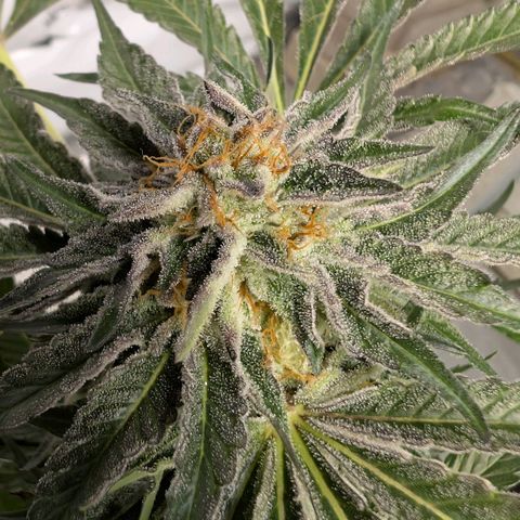Cherry Bacio  growlog timeline photo