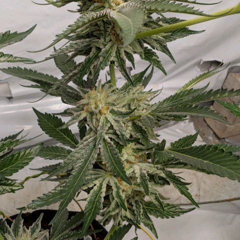Cherry Bacio  growlog timeline photo