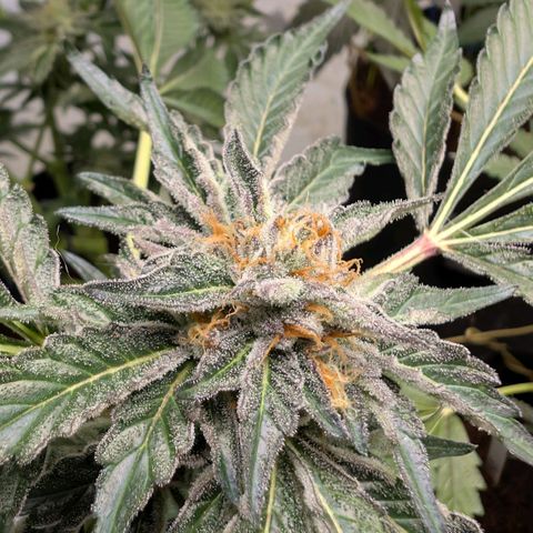 Cherry Bacio  growlog timeline photo