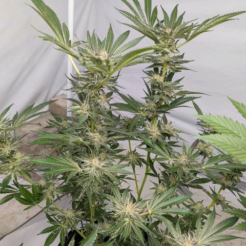 Cherry Bacio  growlog timeline photo