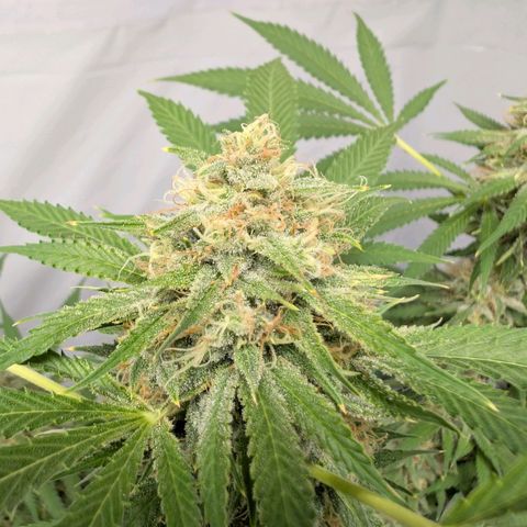 Citrus Fuel (Semi) Automatic growlog timeline photo