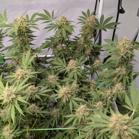 Citrus Fuel (Semi) Automatic growlog timeline photo