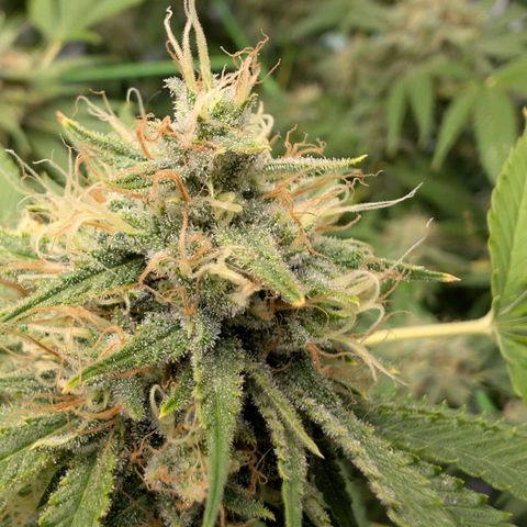 Citrus Fuel (Semi) Automatic growlog timeline photo