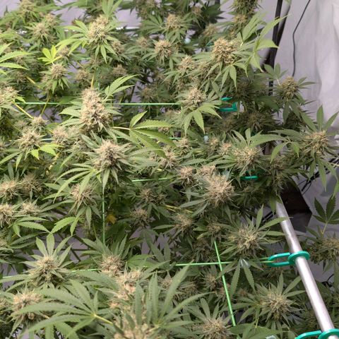 Citrus Fuel (Semi) Automatic growlog timeline photo