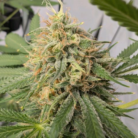Citrus Fuel (Semi) Automatic growlog timeline photo