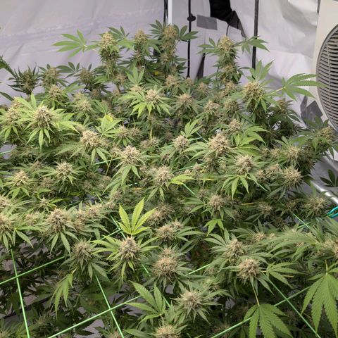 Citrus Fuel (Semi) Automatic growlog timeline photo