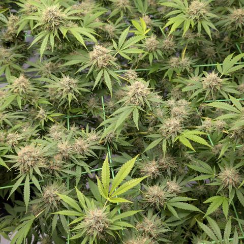 Citrus Fuel (Semi) Automatic growlog timeline photo
