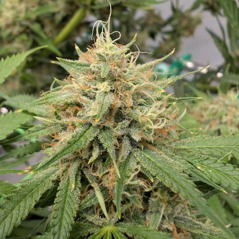 Citrus Fuel (Semi) Automatic growlog timeline photo