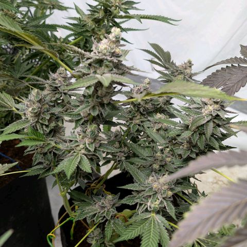 Blue Sunset  growlog timeline photo