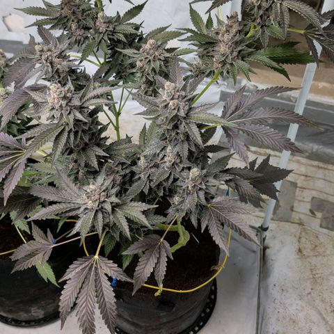 Blue Sunset  growlog timeline photo