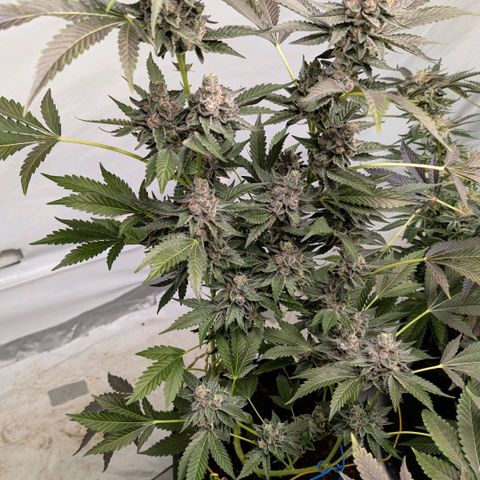 Blue Sunset  growlog timeline photo