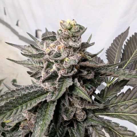 Blue Sunset  growlog timeline photo