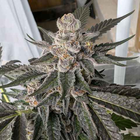 Blue Sunset  growlog timeline photo