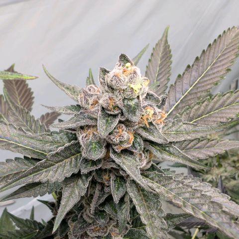 Blue Sunset  growlog timeline photo