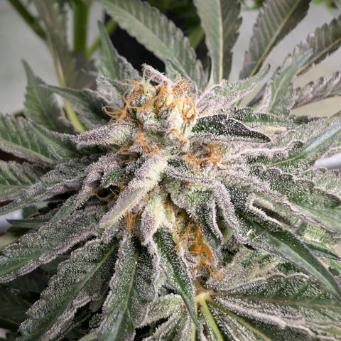Cherry Bacio  growlog timeline photo