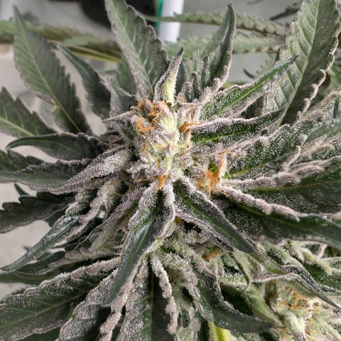 Cherry Bacio  growlog timeline photo