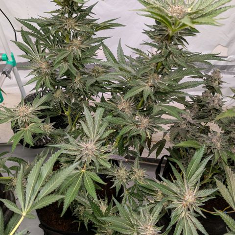 Cherry Bacio  growlog timeline photo