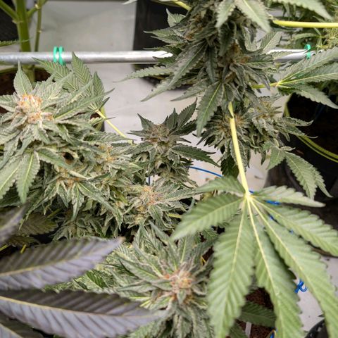 Cherry Bacio  growlog timeline photo