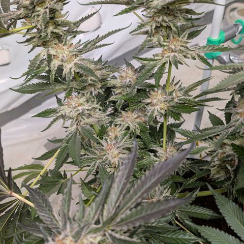 Cherry Bacio  growlog timeline photo