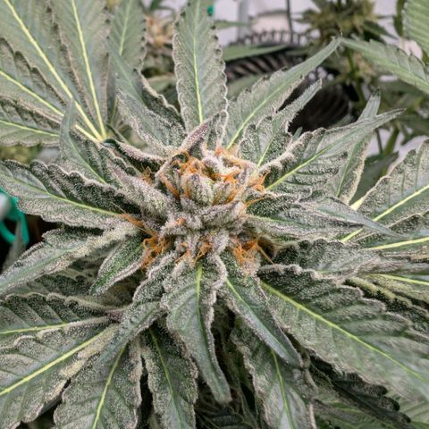 Cherry Bacio  growlog timeline photo