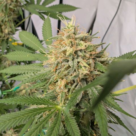 Citrus Fuel (Semi) Automatic growlog timeline photo