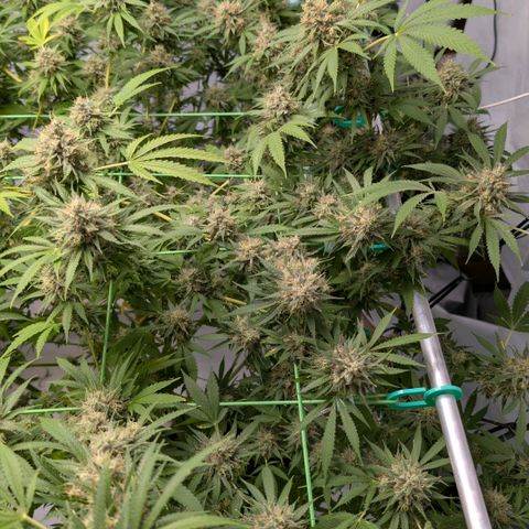 Citrus Fuel (Semi) Automatic growlog timeline photo