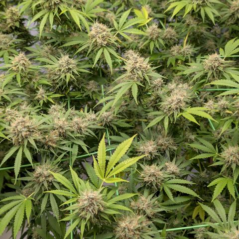 Citrus Fuel (Semi) Automatic growlog timeline photo