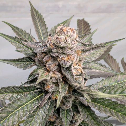 Blue Sunset  growlog timeline photo