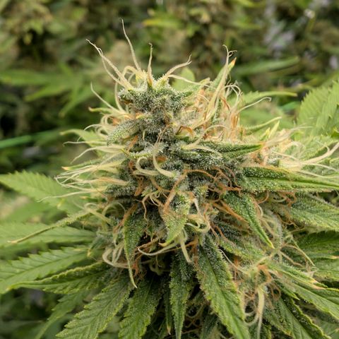 Citrus Fuel (Semi) Automatic growlog timeline photo