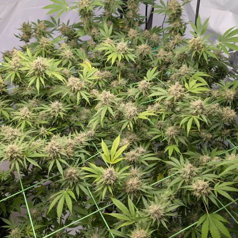 Citrus Fuel (Semi) Automatic growlog timeline photo