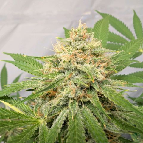 Citrus Fuel (Semi) Automatic growlog timeline photo