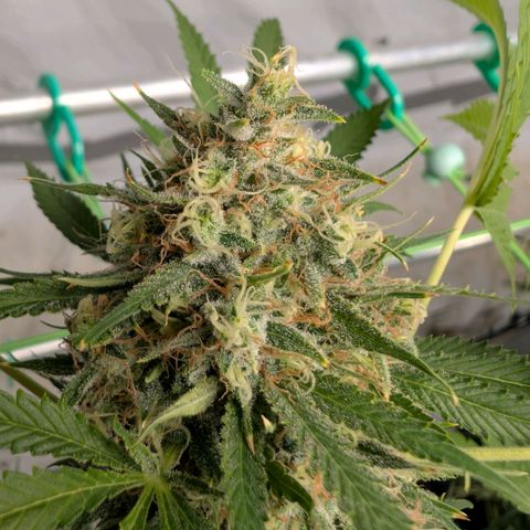Citrus Fuel (Semi) Automatic growlog timeline photo