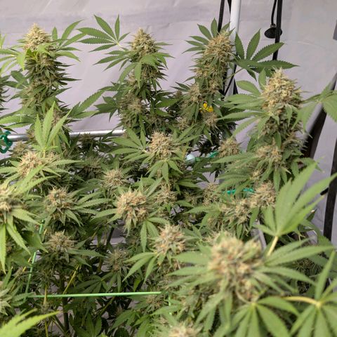 Citrus Fuel (Semi) Automatic growlog timeline photo